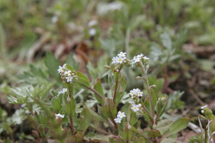 キュウリグサの花