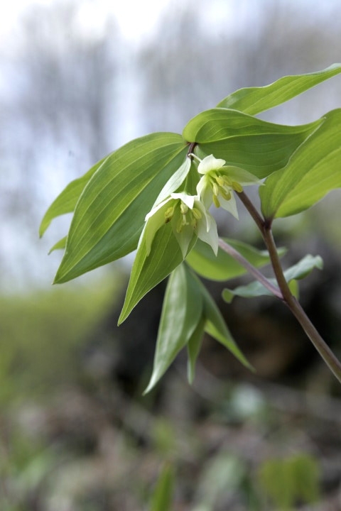 エダウチチゴユリの花