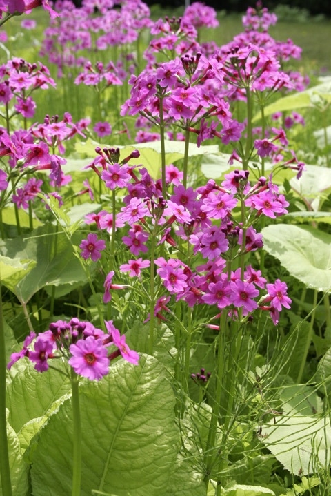 クリンソウの花