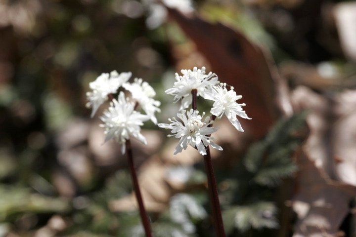 セリバオウレンの雄花