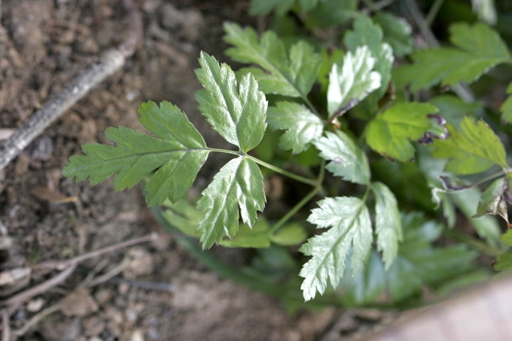 キクバオウレンの葉