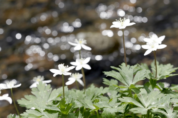 ニリンソウの花