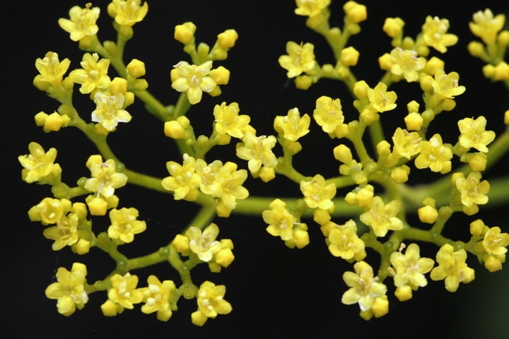 オミナエシの花