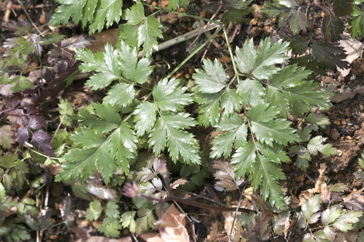 セリバオウレンの葉