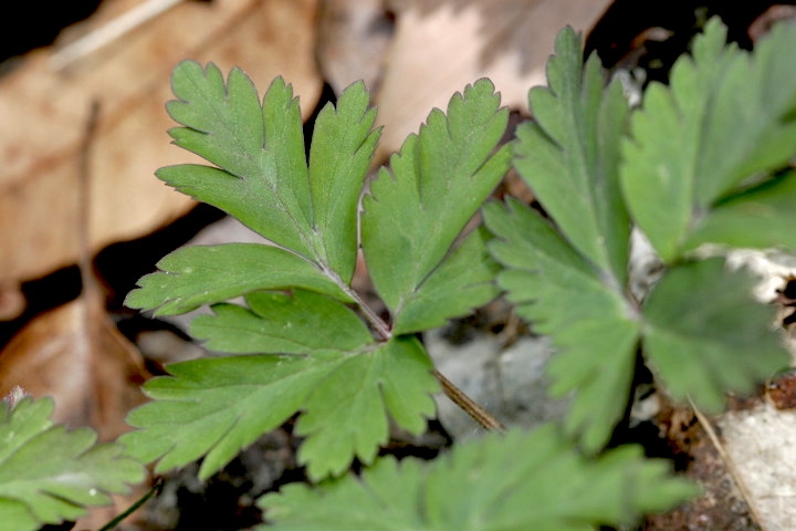 キクザキイチゲの葉