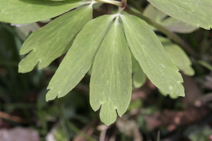 若草色のアズマイチゲの葉