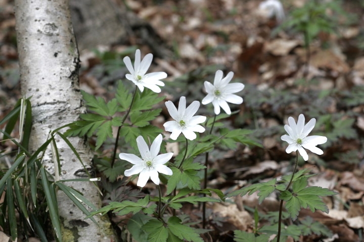 キクザキイチゲの花