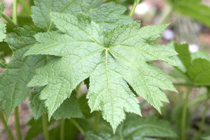 シラネアオイの葉