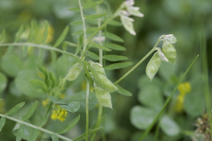スズメノエンドウの実