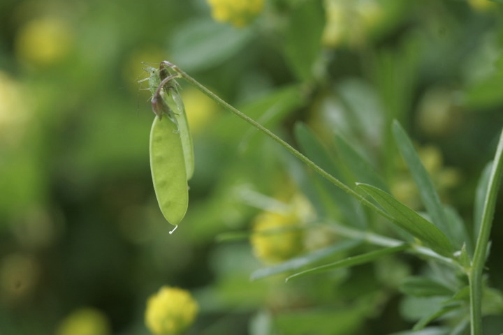 カスマグサの実