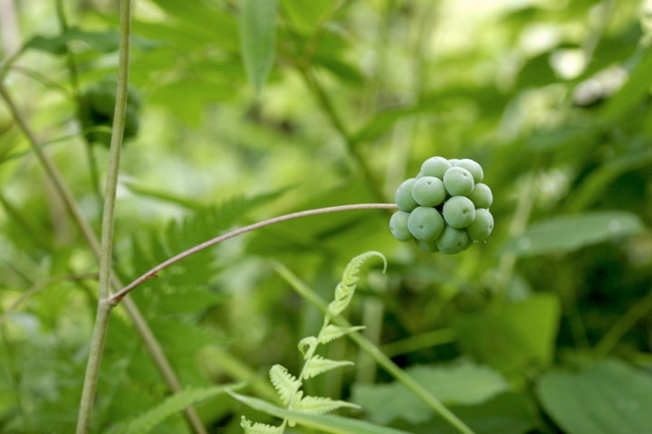 タチシオデの実