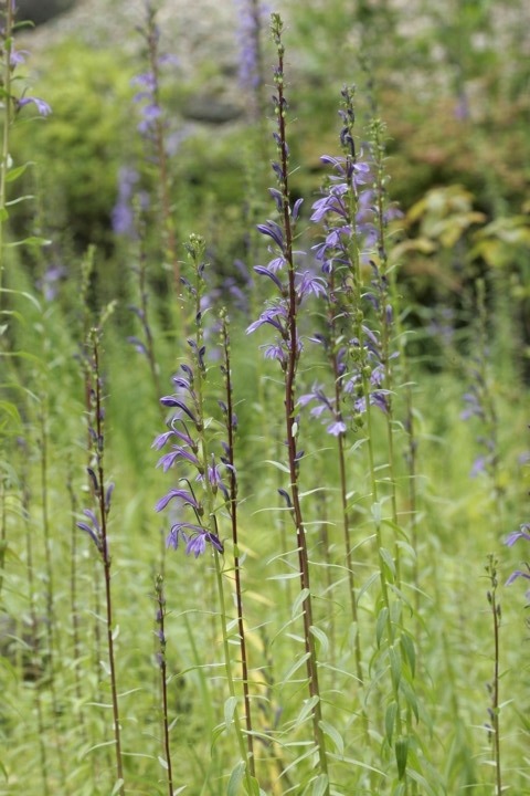 サワギキョウの花
