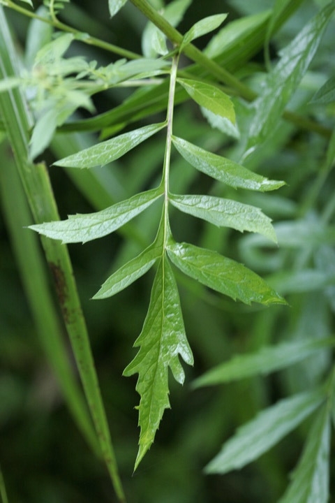 タムラソウの葉