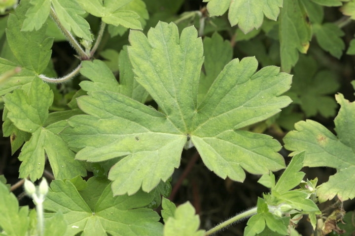 ゲンノショウコの葉