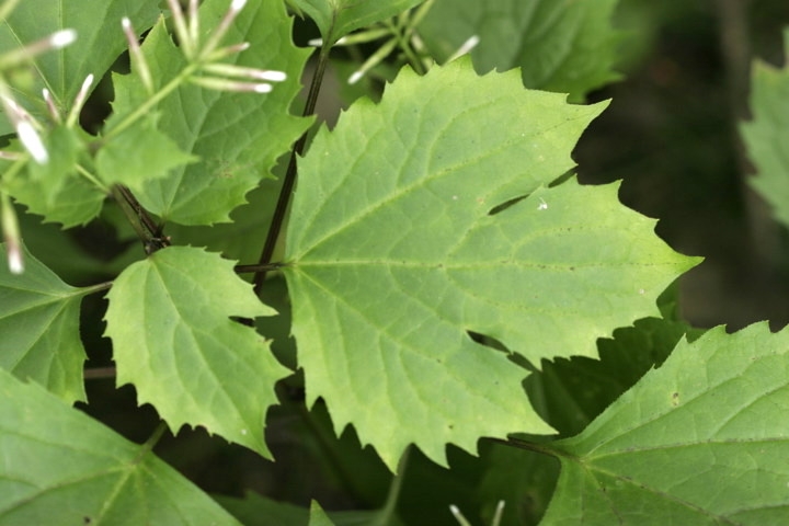 オヤリハグマの葉