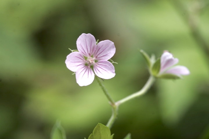ゲンノショウコの花