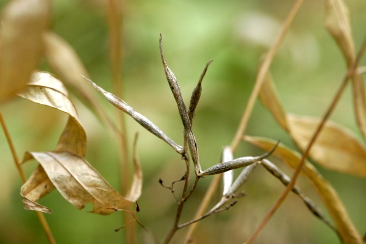 チョウジソウの実