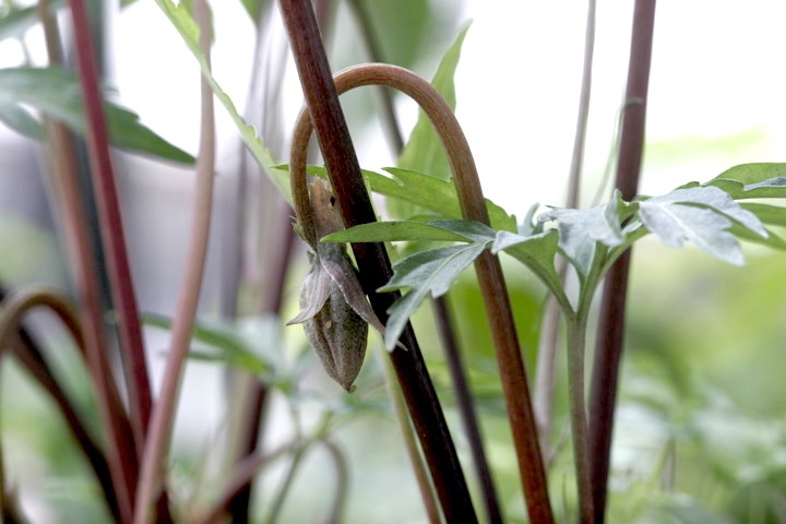 エイザンスミレの実