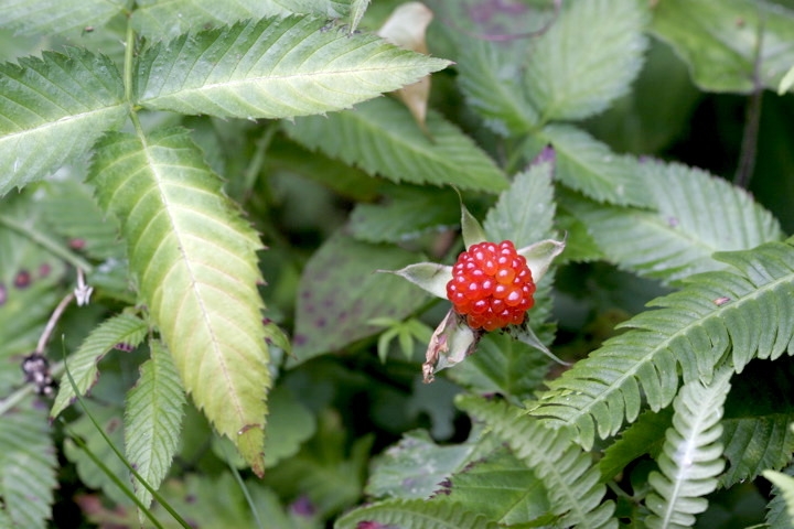 バライチゴの実