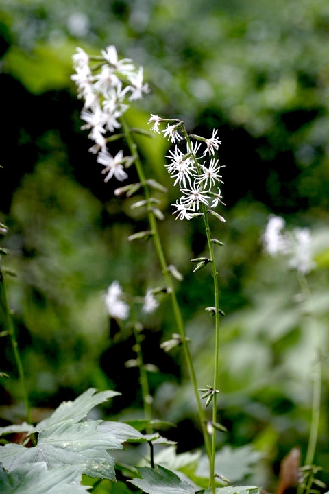 オクモミジハグマの花