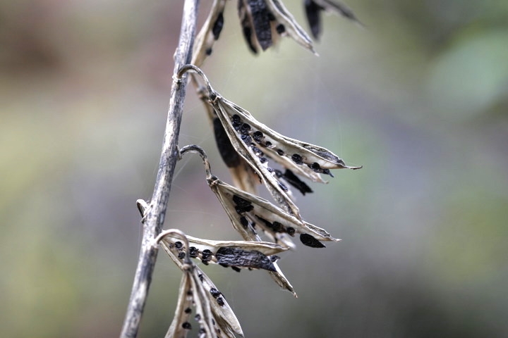 コバギボウシの実