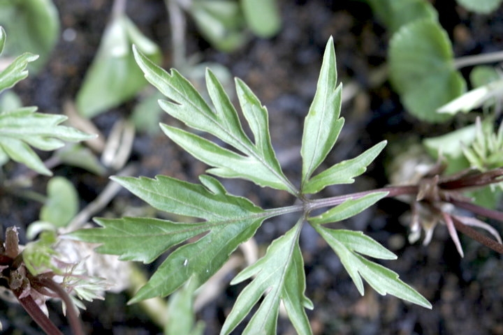 エイザンスミレの葉