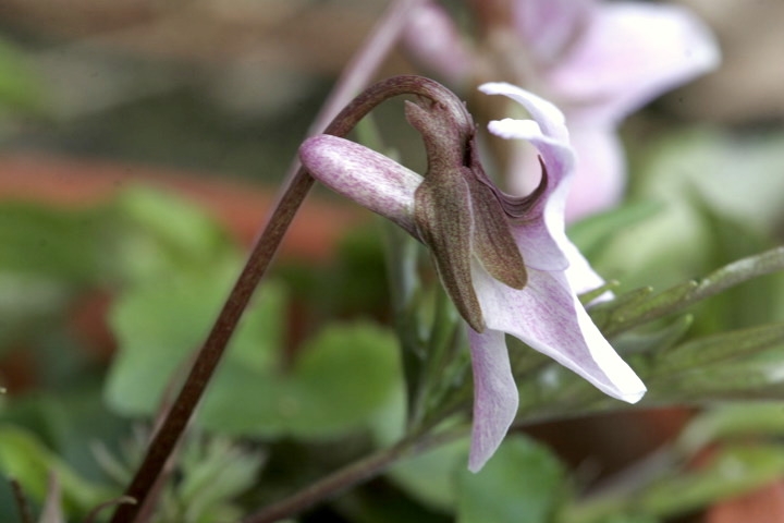 エイザンスミレの距