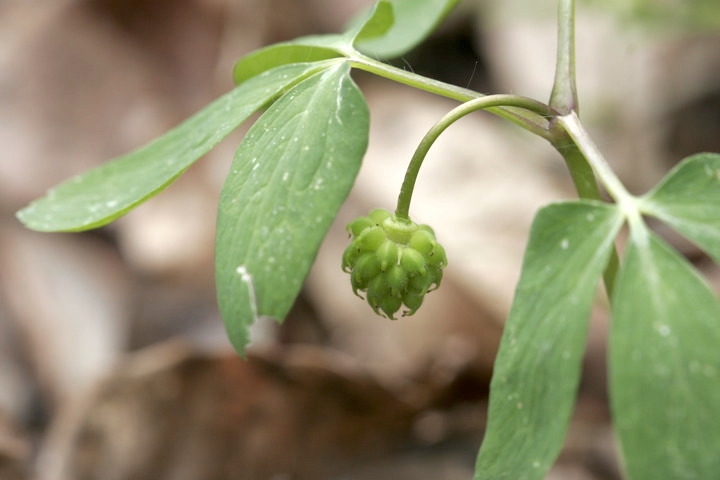 アズマイチゲの実
