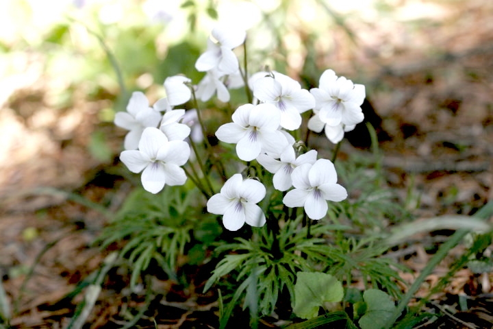 ヒゴスミレの花