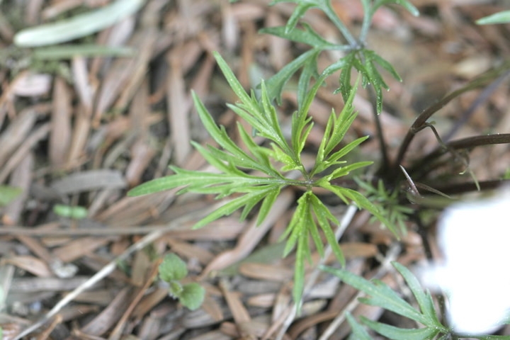 ヒゴスミレの葉