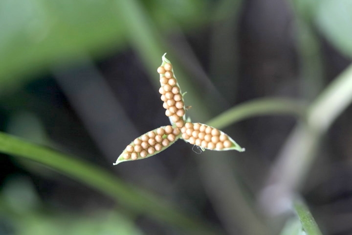 エイザンスミレの種