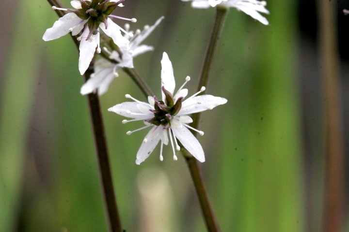 セリバオウレンの両性花