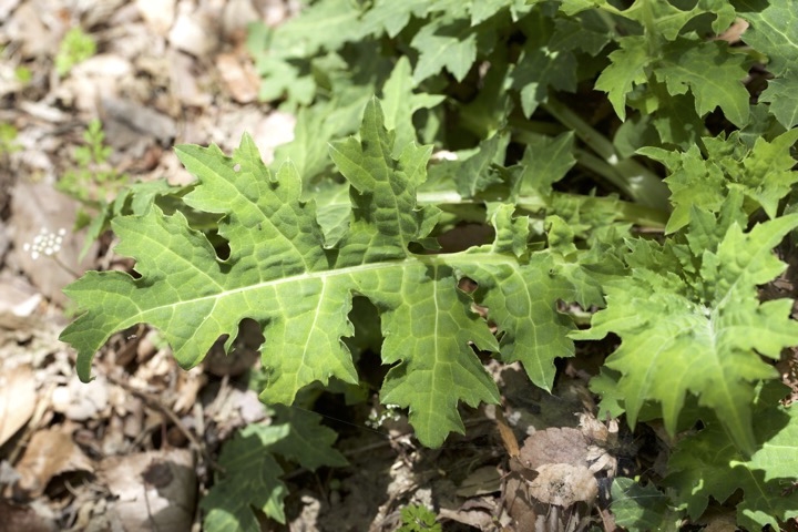 ニホンタンポポの葉