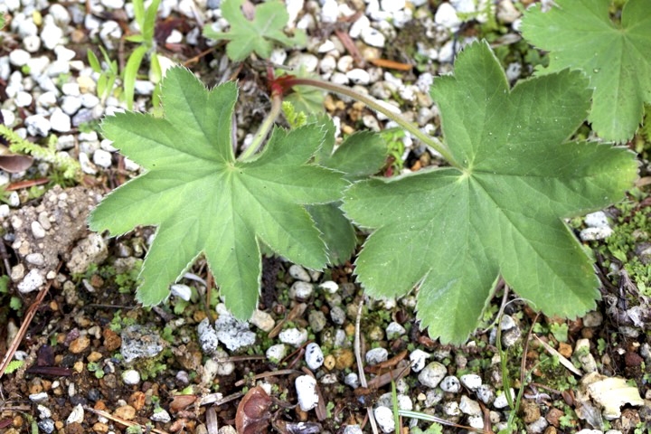 ハゴロモグサの葉