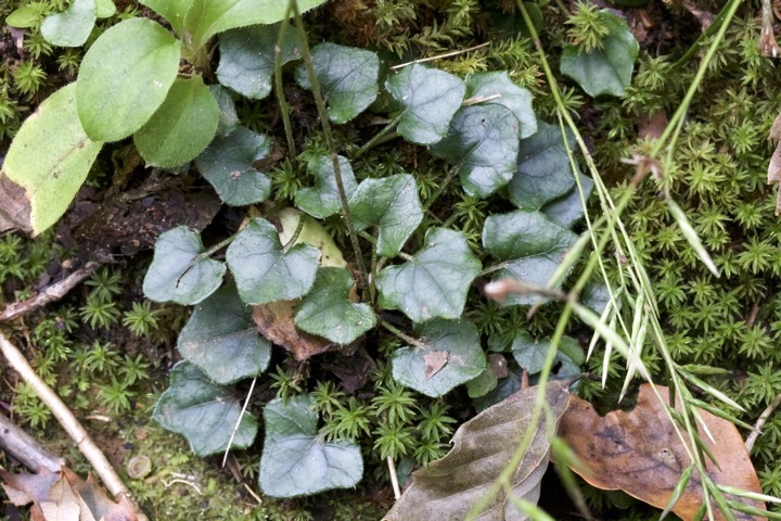 キッコウハグマの葉