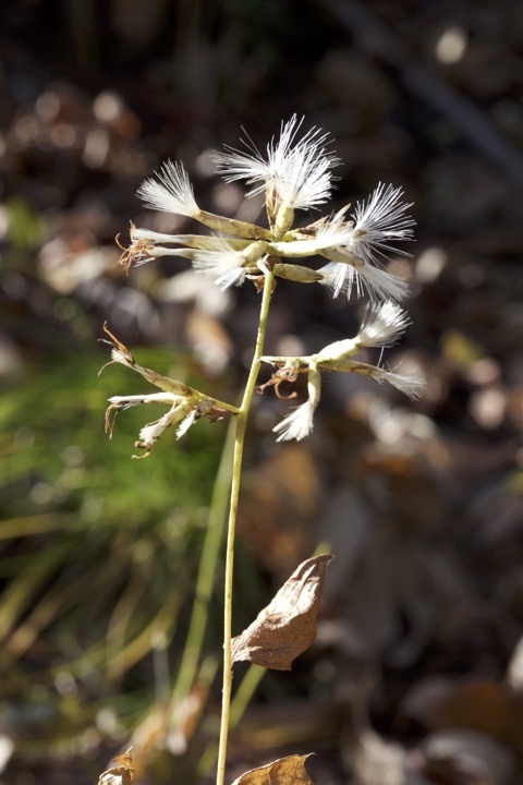 オヤリハグマの実