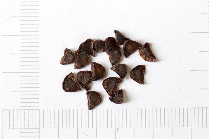 ノハナショウブの種