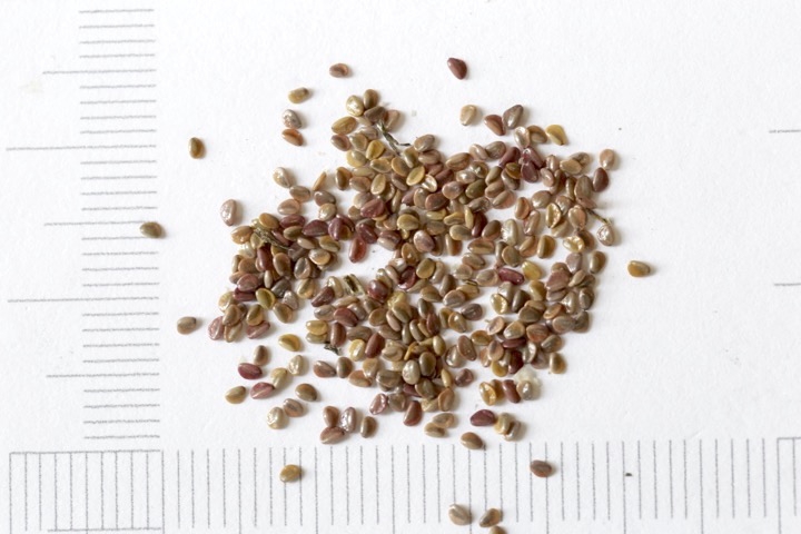 サワギキョウの種