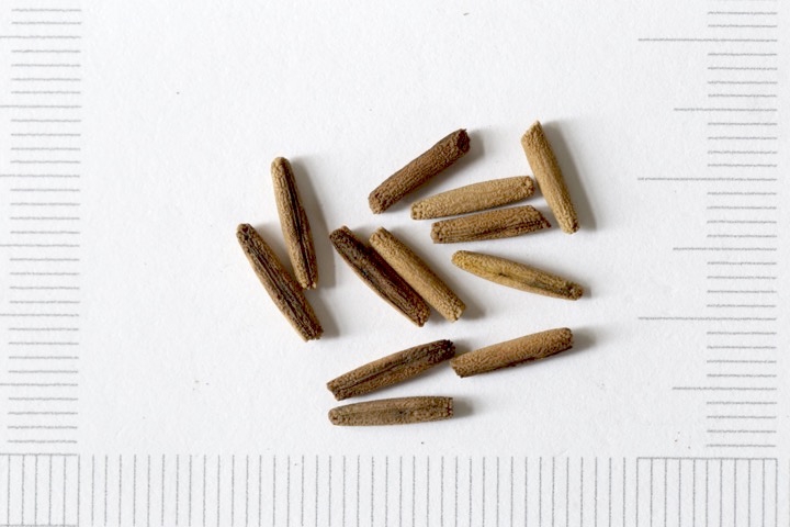 チョウジソウの種