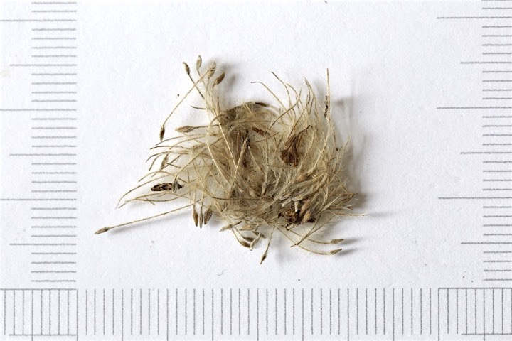 チングルマの種