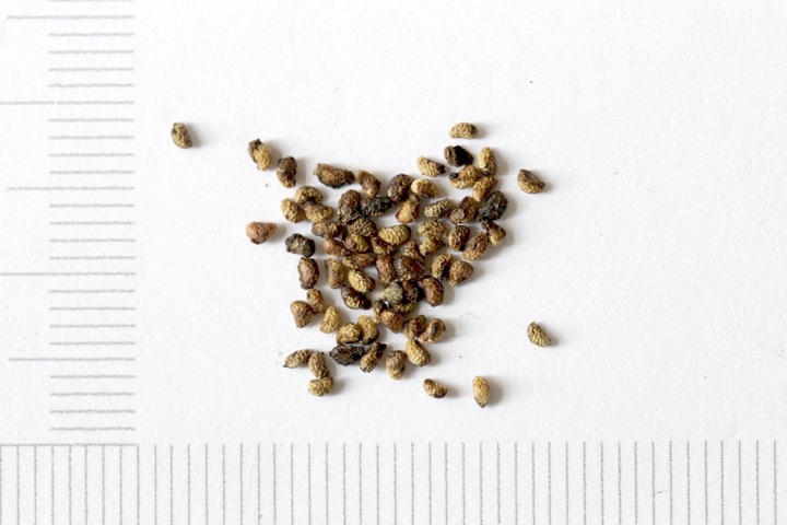 バライチゴの種