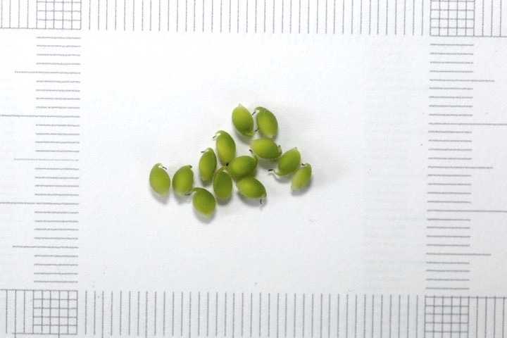 繊細なアズマイチゲの種