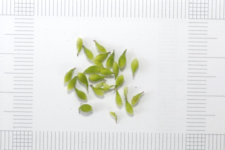 キクザキイチゲの種