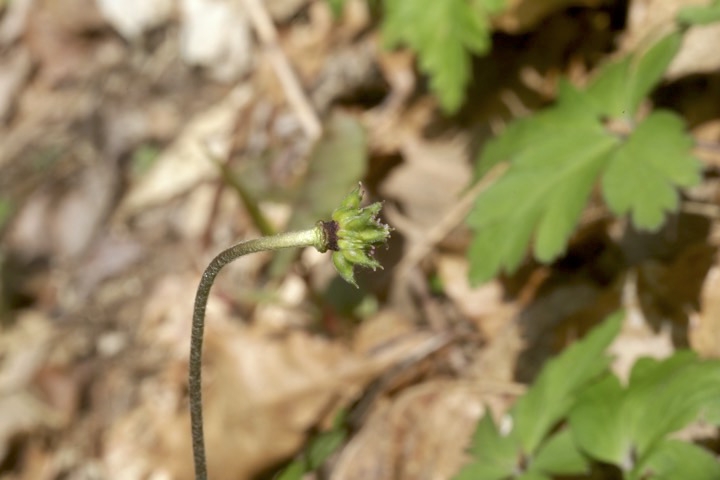キクザキイチゲの実