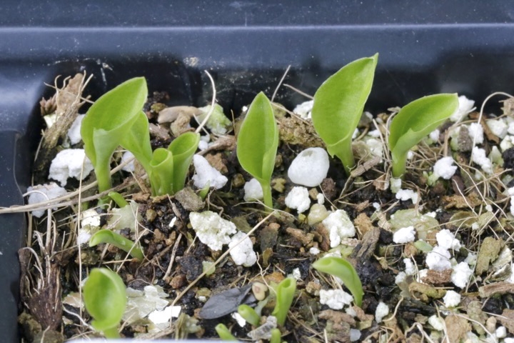 コバギボウシの発芽