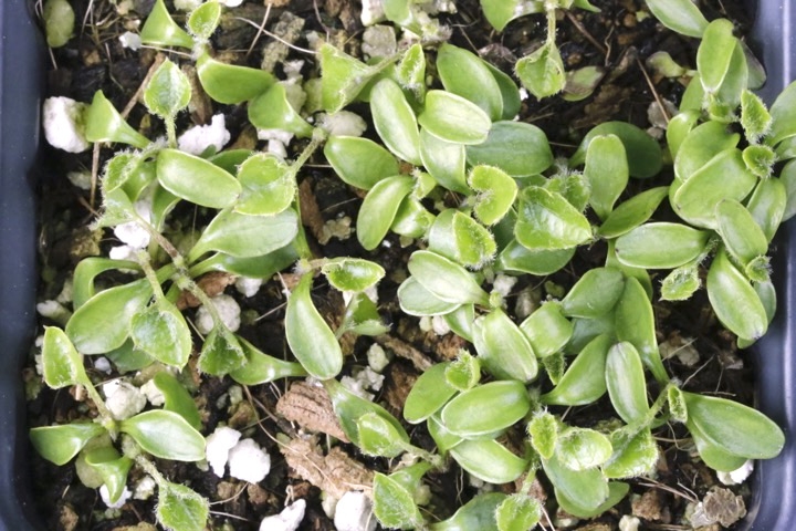 キッコウハグマの発芽
