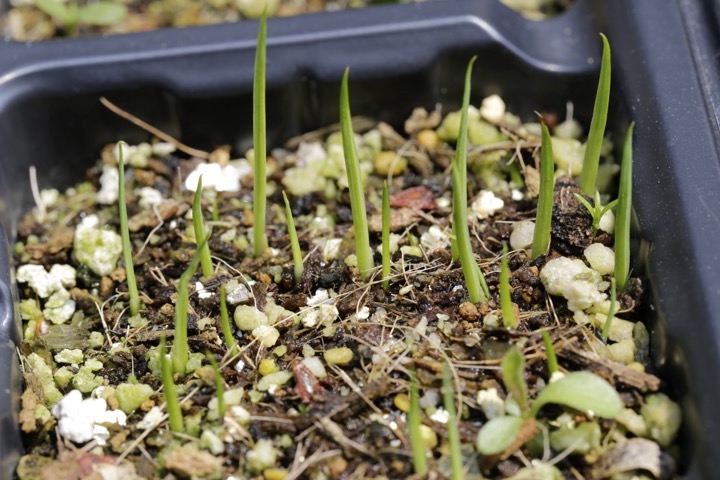 ノハナショウブの発芽