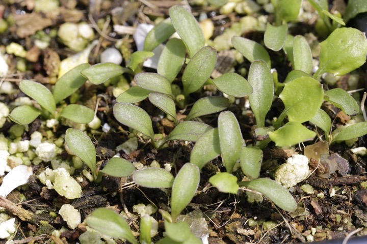 センボンヤリの発芽