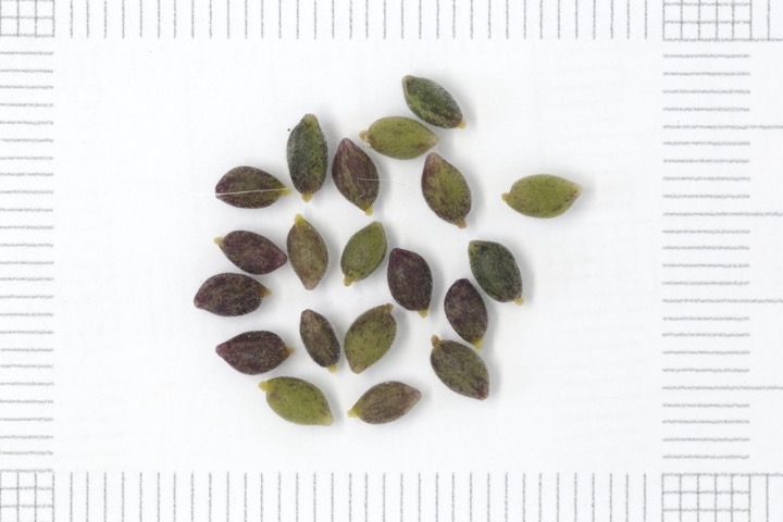 ニリンソウの種