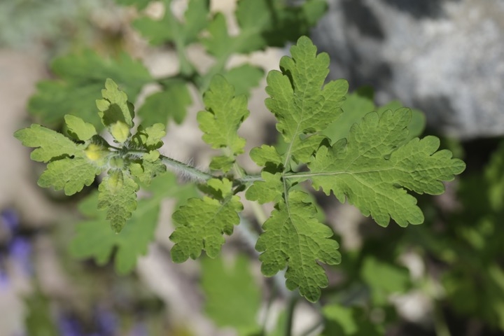 クサノオウの葉
